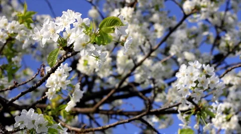 Spring blossom of cherry Stock Footage 2852686