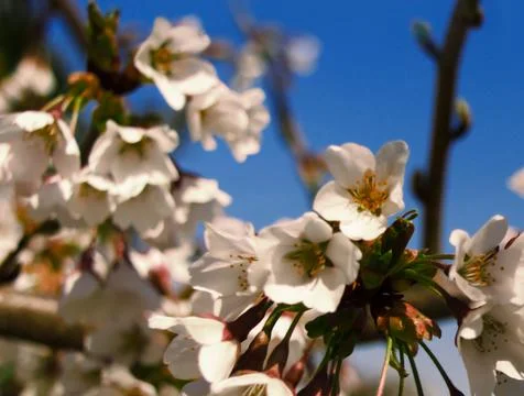 Spring blossom cherry Stock Photos