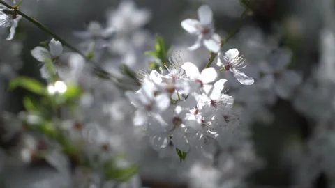 Spring blossom in cherry tree garden, spring flora, blooming fruit tree Stock-Footage 182299470
