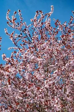 Spring blossom of cherry tree, pink flowers on tree in ornamental gargen, s.. Fotos Stock