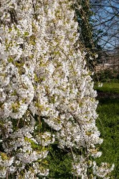 Spring blossom of cherry tree, white flowers on tree in ornamental gargen, .. Fotos Stock