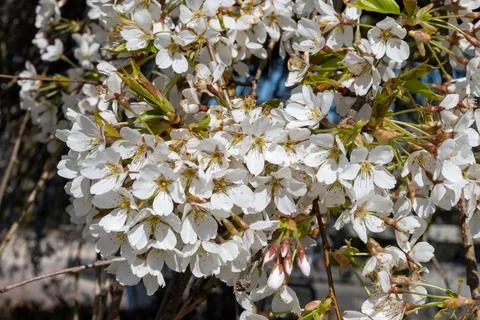 Spring blossom of cherry tree, white flowers on tree in ornamental gargen, .. Fotos Stock