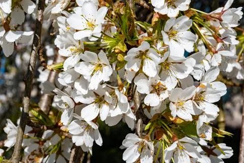 Spring blossom of cherry tree, white flowers on tree in ornamental gargen, .. Fotos Stock