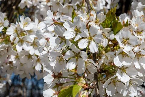 Spring blossom of cherry tree, white flowers on tree in ornamental gargen, .. Fotos Stock