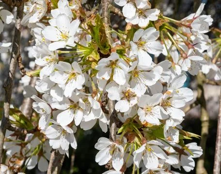 Spring blossom of cherry tree, white flowers on tree in ornamental gargen, .. Fotos Stock