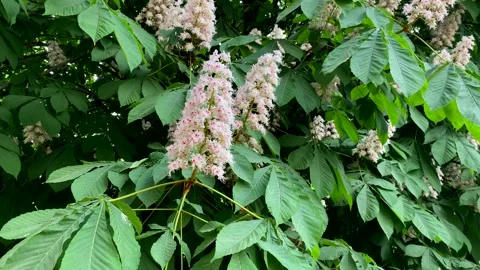 Spring Blossom Chestnut Stock Footage 300884461