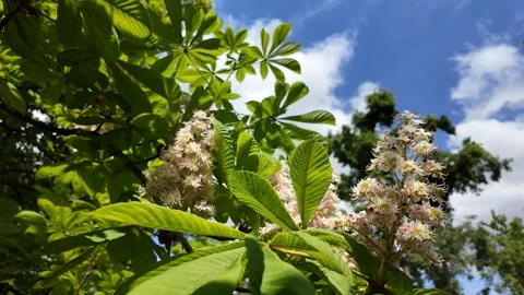 Spring Blossom, Chestnut Tree Branches Stock Footage 289445660
