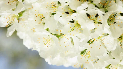 Spring blossom - close up Stock Footage 35928676
