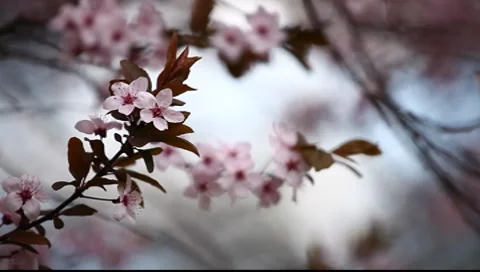 Spring Blossom Closeup Stock Footage 7731419
