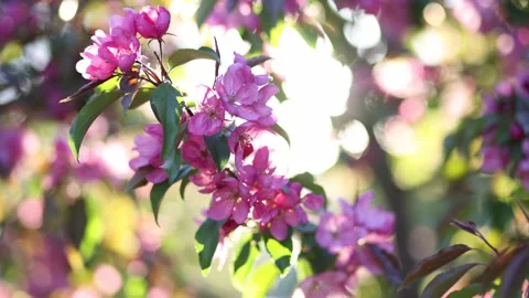 Spring blossom of a decorative apple tree, purple flowers on a green tree in the Stock Footage 240035733