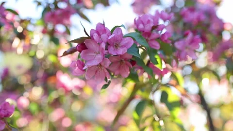 Spring blossom of a decorative apple tree, purple flowers on a green tree in the Stock Footage 240035907