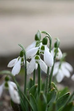 Spring Blossom Elegance - Mirrorless Magic Captures Snowdrops in Bloom Stock Photos