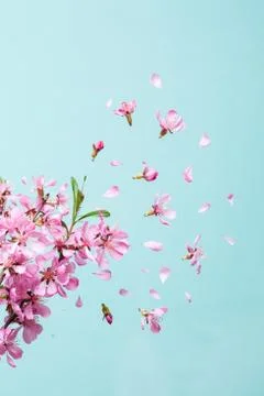 Spring blossom explosion Stock Photos