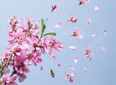 Spring blossom explosion Stock Photos