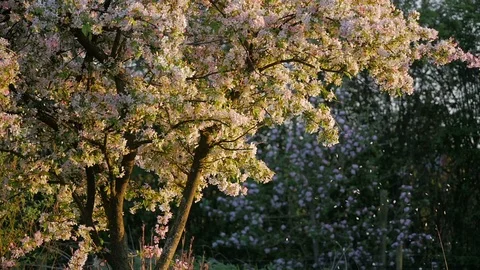 Spring Blossom falling on an evening's light Stock Footage 89816041