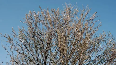 Spring Blossom: A Flowering Tree Under a Sunny Blue Sky Video stock 291831482