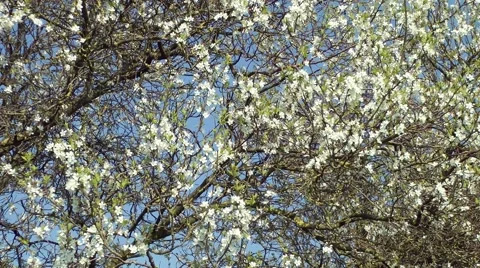 Spring blossom flowers gently moving breeze blue sky background Stock Footage 49463581