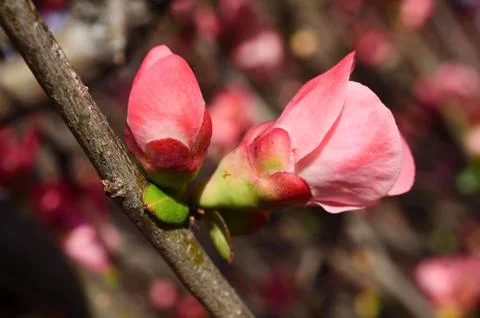 Spring blossom of flowers Stock Photos