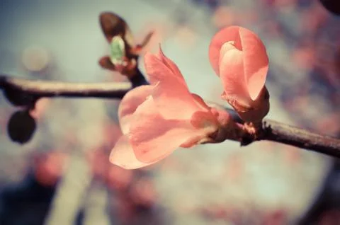 Spring blossom of flowers Stock Photos