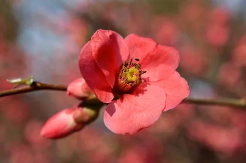 Spring blossom of flowers 스톡 사진