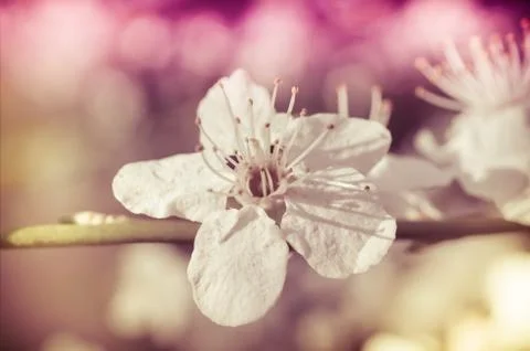 Spring blossom of flowers Stock Photos