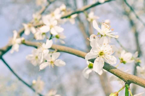 Spring blossom of flowers Stock Photos