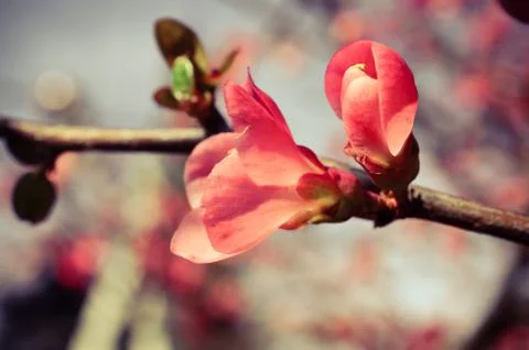 Spring blossom of flowers 스톡 사진