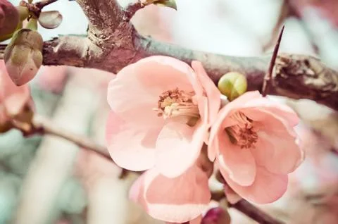 Spring blossom of flowers Stock Photos