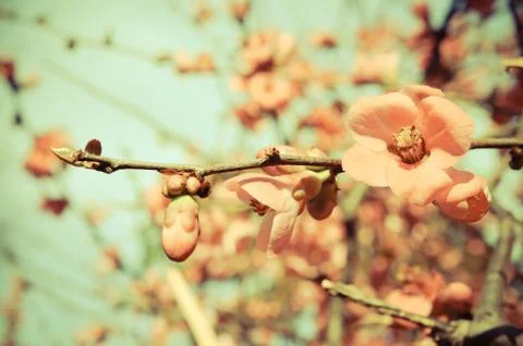 Spring blossom of flowers 스톡 사진