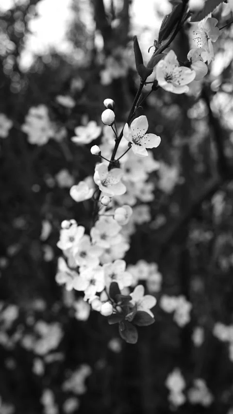 Spring blossom flowers on tree branch closeup 動画素材 332809477