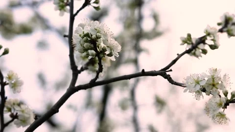 Spring blossom. Flowers on a tree in slow motion. White flowers blooming in the Stock Footage 152947782