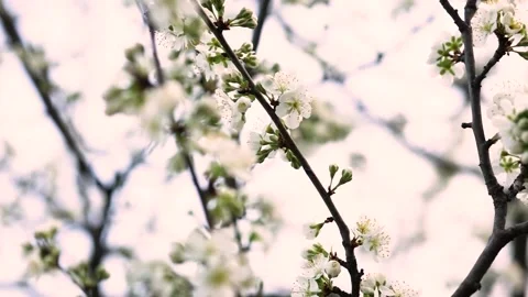 Spring blossom. Flowers on a tree in slow motion. White flowers blooming in the Stock Footage 152947784