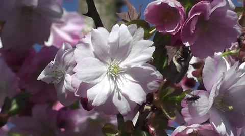 Spring Blossom Flowers of Wild Cherry Blossom Tree Close up Stock-Footage 48846940
