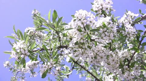Spring Blossom Stock Footage 2867624