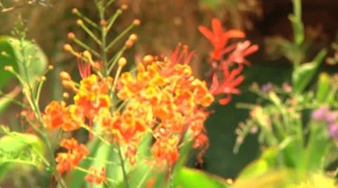 Spring Blossom Stock Footage 10944311