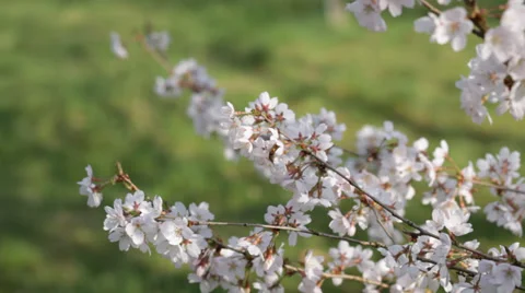 Spring Blossom Stock Footage 36779981