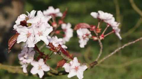 Spring Blossom Stock Footage 36780012