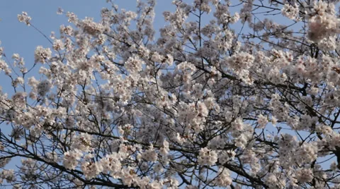 Spring blossom Stock Footage 36781426
