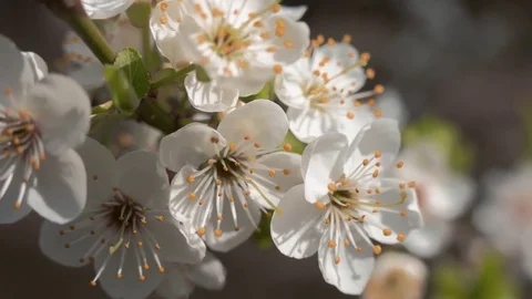 Spring blossom Stock Footage 74224828