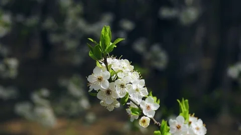Spring blossom Stock Footage 74224900