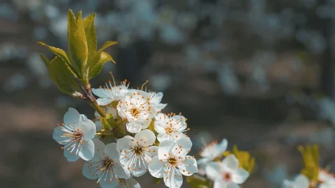 Spring blossom Video stock 74224918