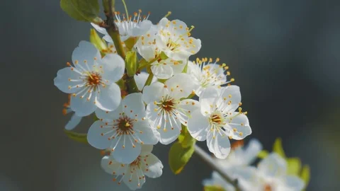 Spring blossom Stock Footage 74247433