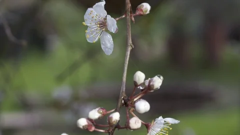 Spring Blossom, Stock Footage 79448581