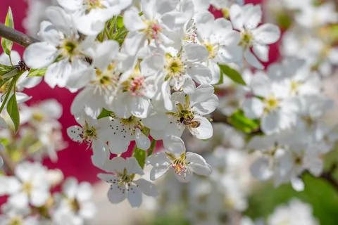 Spring blossom of fruit trees with pollinating bees on white flowers on a s.. 스톡 사진