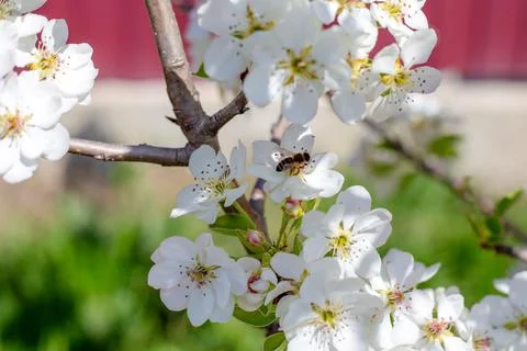 Spring blossom of fruit trees with pollinating bees on white flowers on a s.. Photos