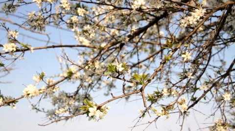 Spring blossom Full HD1 Stock Footage 4110729