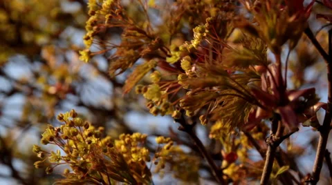 Spring blossom Full HD3 Stock Footage 4108767