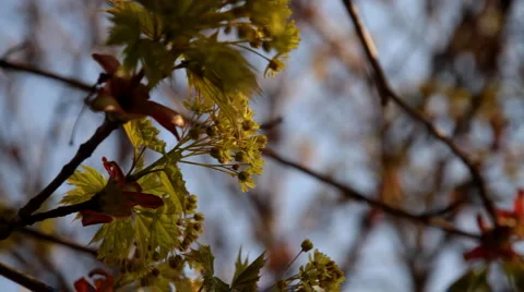 Spring blossom Full HD4 Stock Footage 4108667