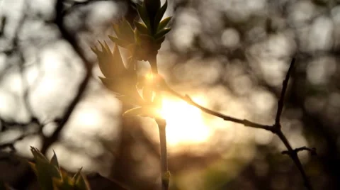 Spring blossom Full HD5 Video stock 4109614