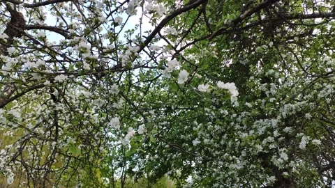 Spring blossom in a garden.  Stock Footage 151686924
